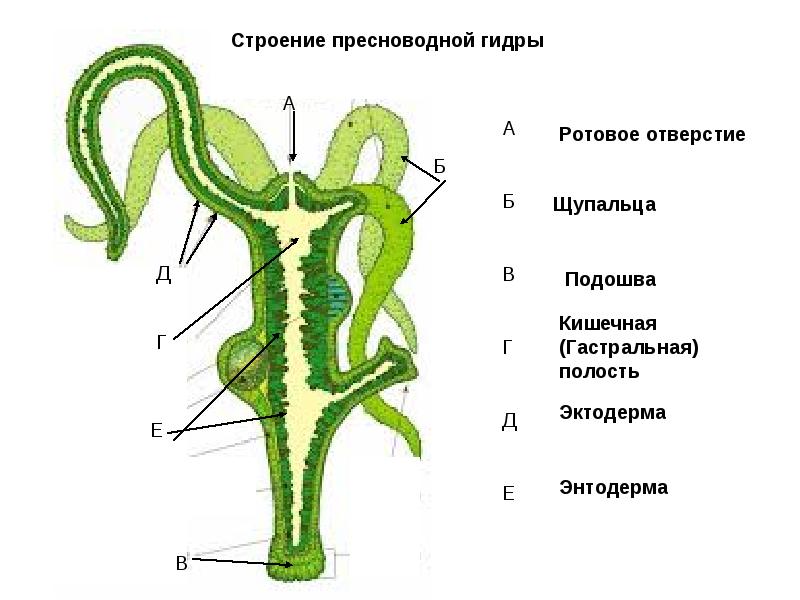 Магазин кракен как попасть