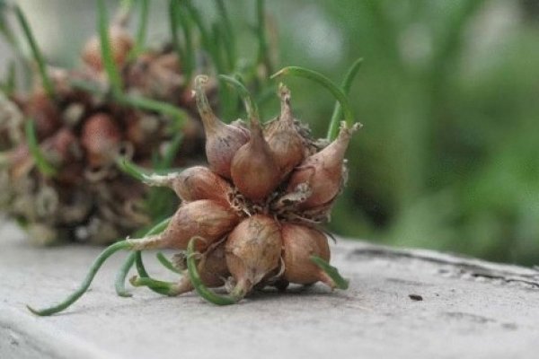 Что такое кракен маркетплейс курительный смесс