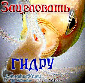 Кракен зеркало сайта